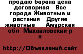 продаю барана цена договорная - Все города Животные и растения » Другие животные   . Амурская обл.,Михайловский р-н